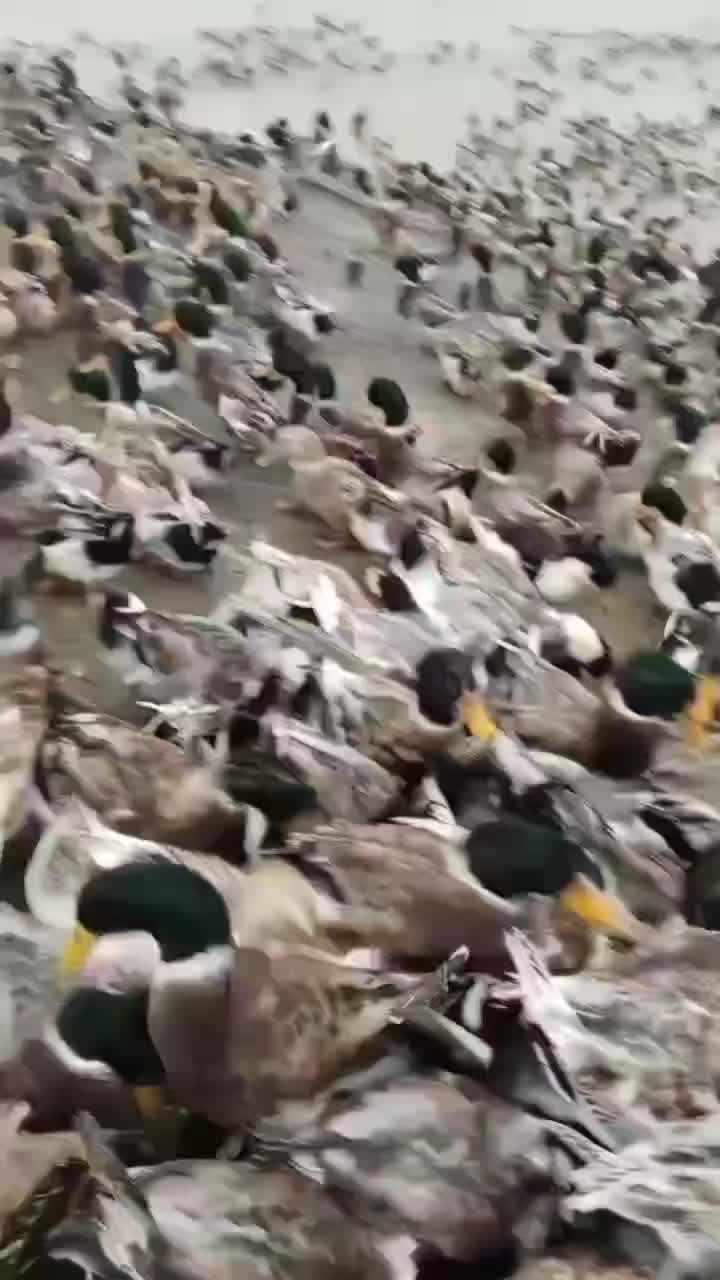 广东最新鸭价揭秘，市场走势分析与未来预测