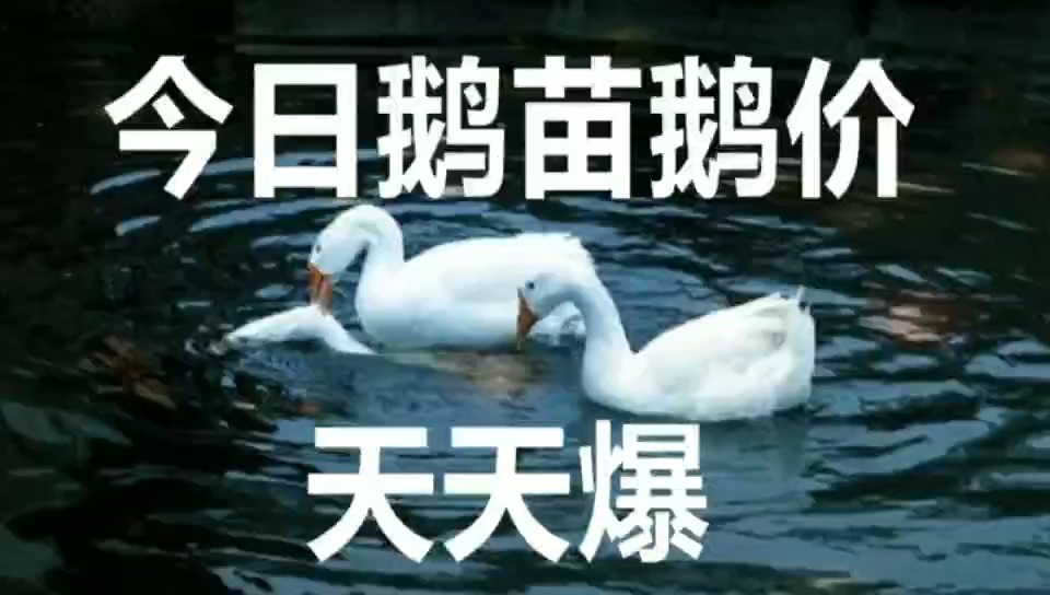今日活鹅价格行情与自然美景的邂逅
