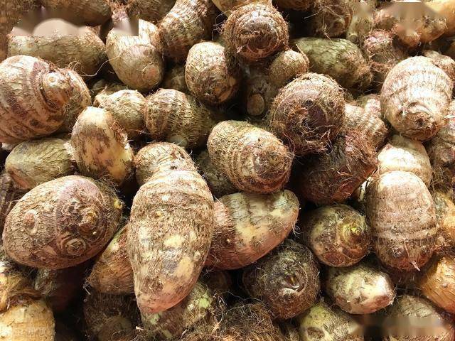 山东芋头最新价格行情分析与趋势预测