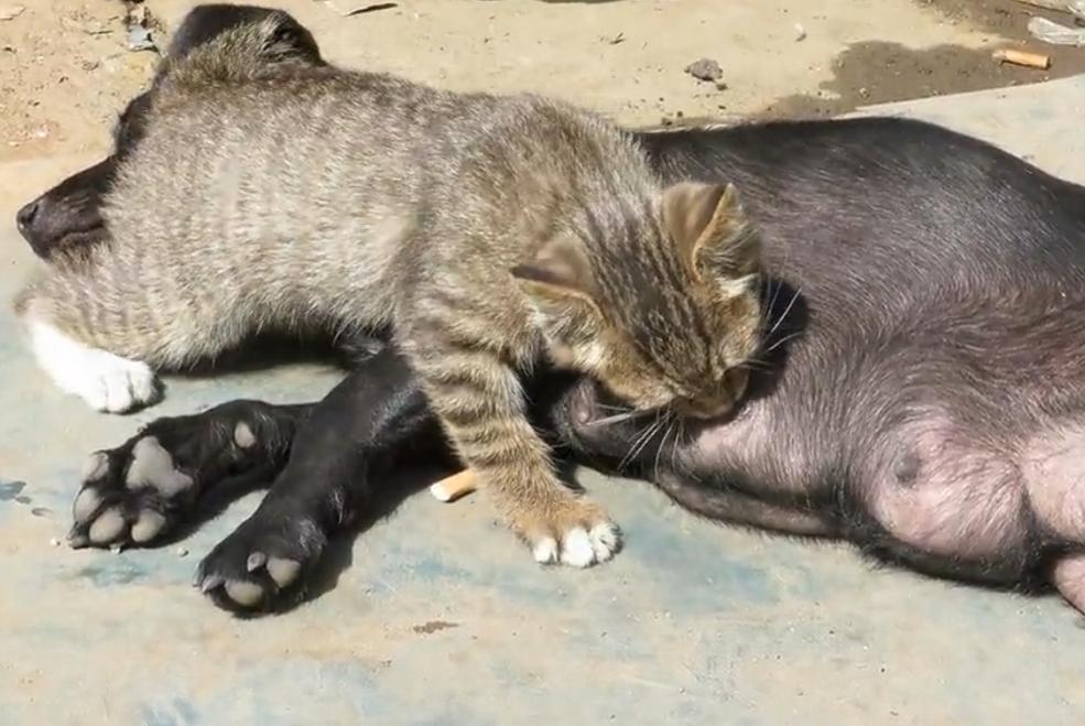 猫咪后院最新汉化版本详解，步骤指南与玩法体验