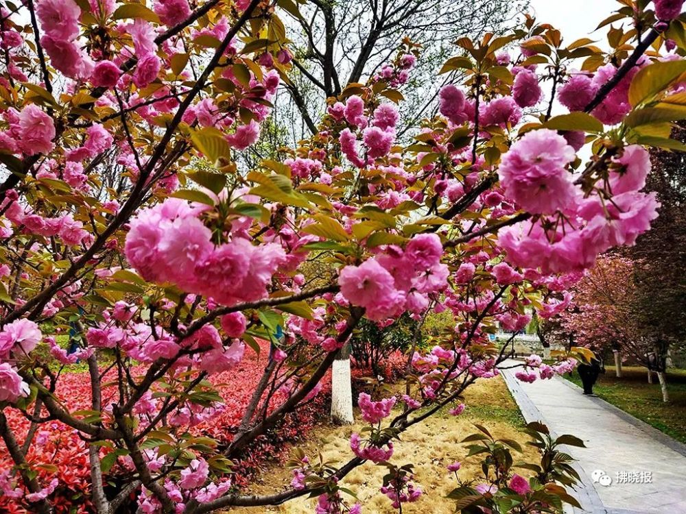 泗县春暖花开，活力四溢的春天绽放新篇章