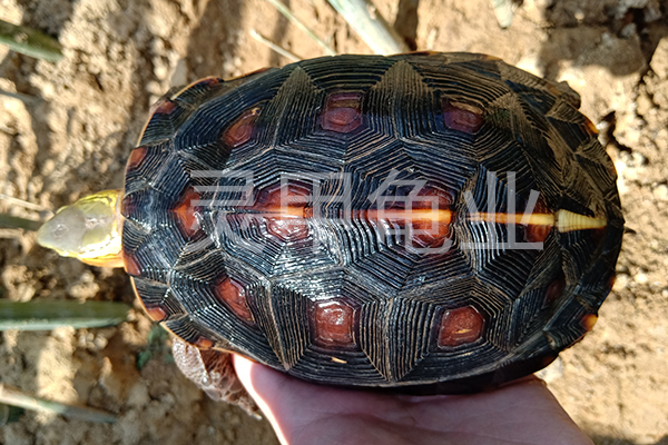 黑颈乌龟最新价格行情，一场自然美景探索之旅的焦点话题