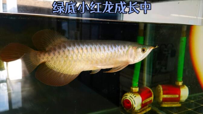 红龙鱼最新论述，2024年4月市场动态分析