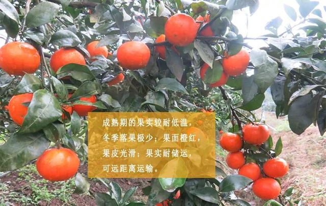 沃柑新品种探索之旅，自然美景与内心平静的追寻